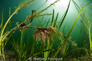 eelgrass meadow. Thau lagoon. France by Mathieu Foulquié 